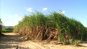 Expansão da cana-de-açúcar no Brasil pode reduzir emissão global de CO2, diz estudo