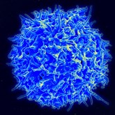 Pesquisa mostra que células de defesa ‘cansadas’ podem causar alergias