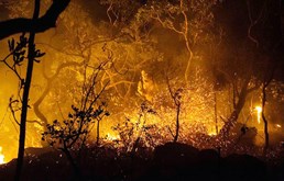 Brasil tem ano com o maior número de queimadas da história