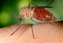 Após sequenciamento genético, estudo da Fiocruz reforça que pernilongo pode transmitir zika